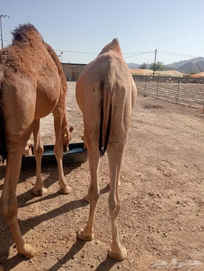 لكل المناسبات.. القعدان اللي تبيض الوجه 1