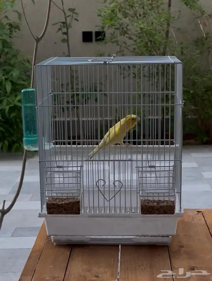 كناري تغريد 0