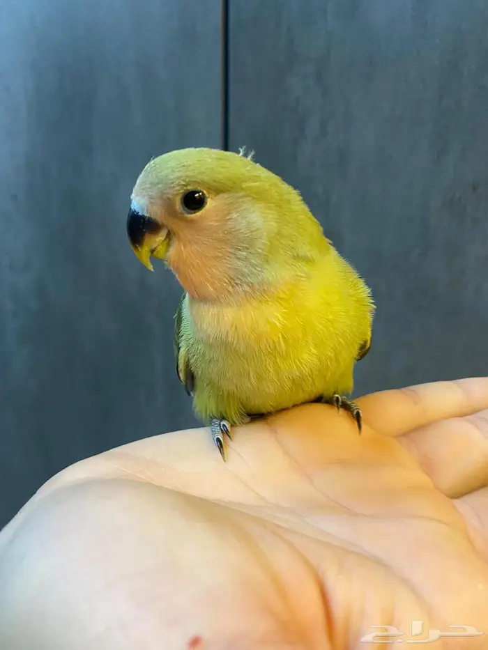 روز الليف هدد يوجد توصيل الى الدمام 9