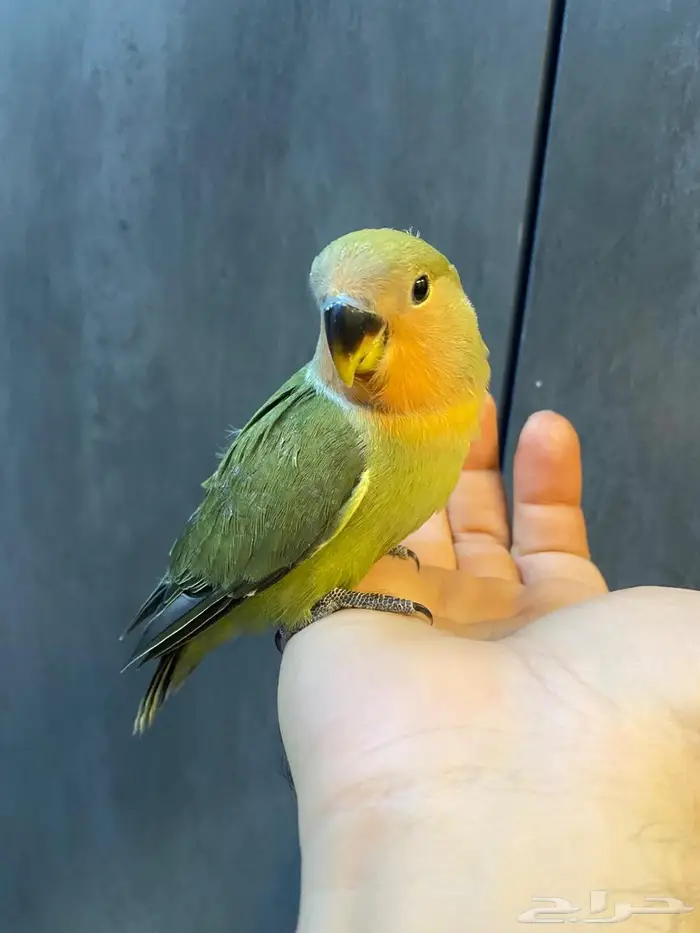 روز الليف هدد يوجد توصيل الى الدمام 10