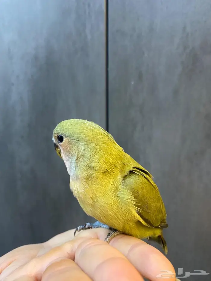 روز الليف هدد يوجد توصيل الى الدمام 6