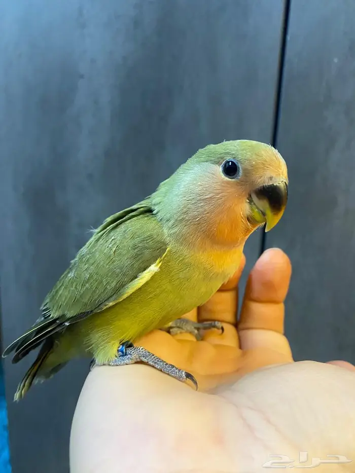 روز الليف هدد يوجد توصيل الى الدمام 14