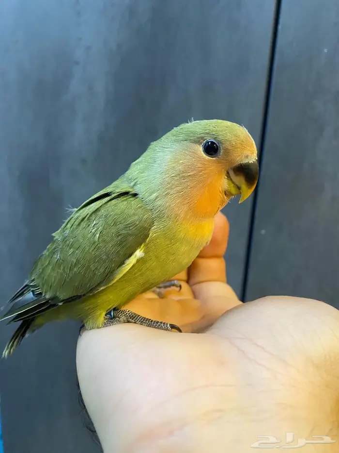 روز الليف هدد يوجد توصيل الى الدمام 12