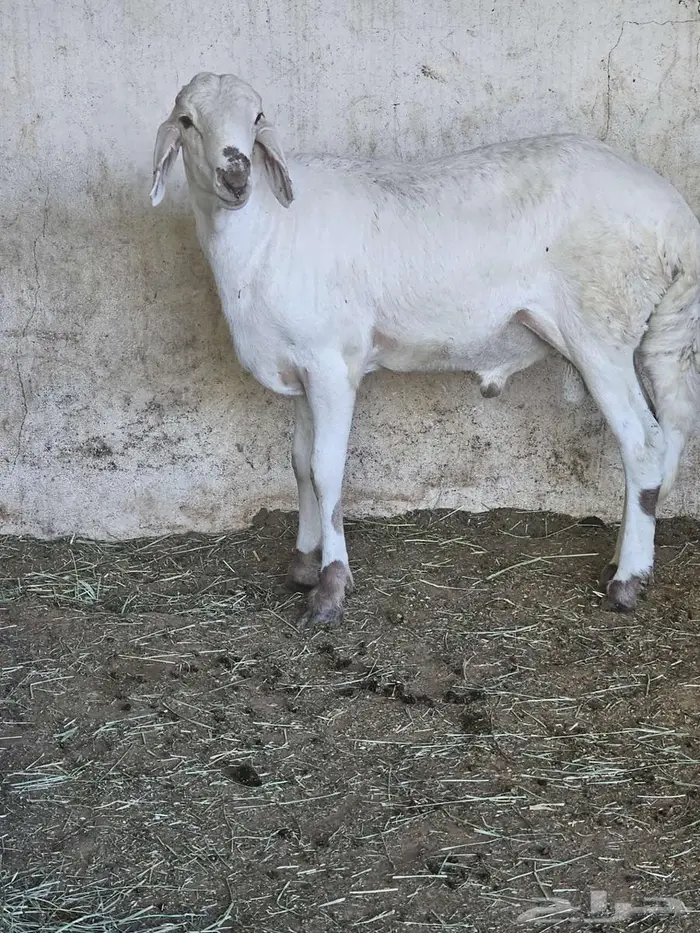 خروف ساكني لحم وشحم للثلاجة 0