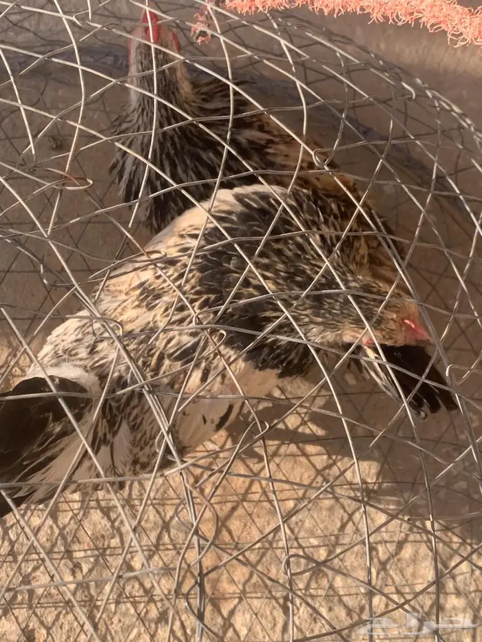 جواز جبنيز الاحساء 1