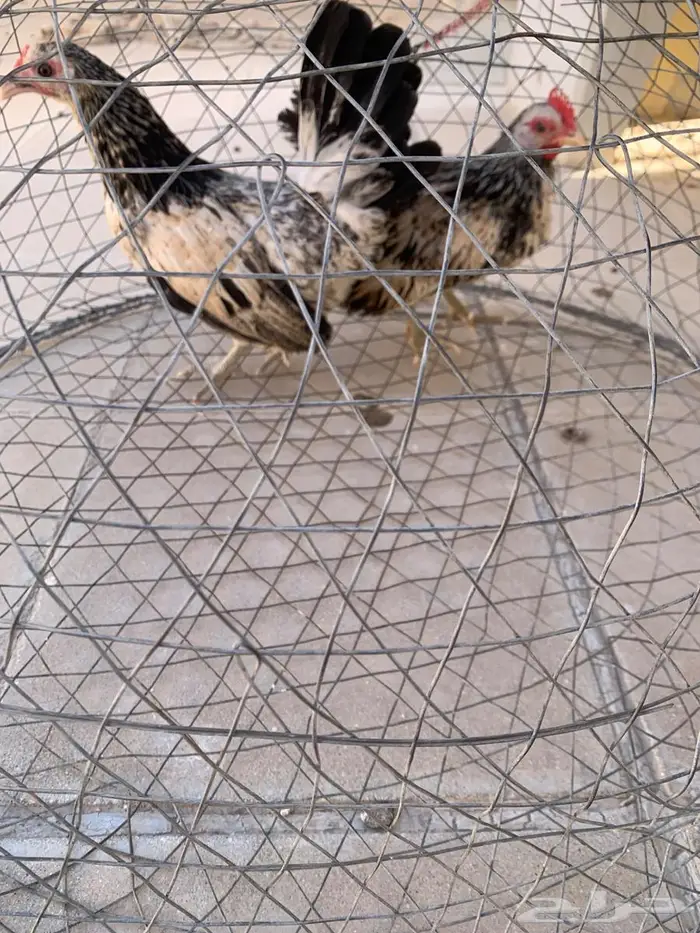 جواز جبنيز الاحساء 3