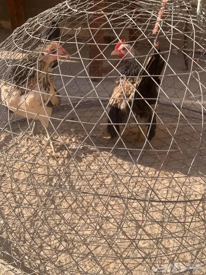 جواز جبنيز الاحساء 4