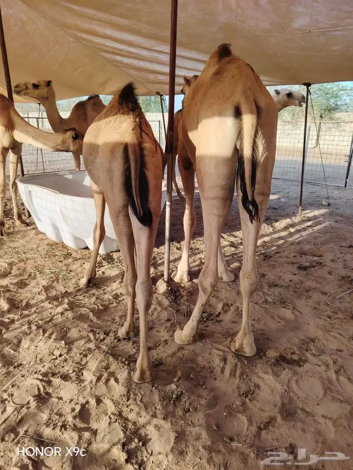 قعدان صومالية حاشي وزن صافي 150 كيلو وازيد 0