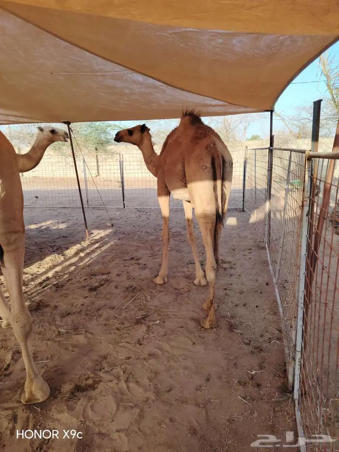 قعدان صومالية حاشي وزن صافي 150 كيلو وازيد 2