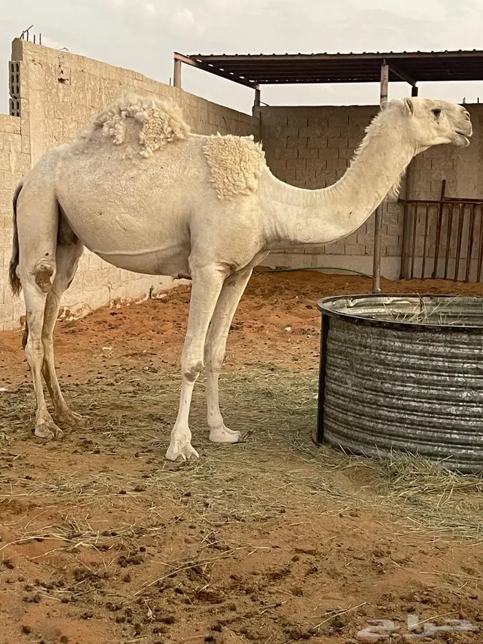 ضربيه وضحا 0