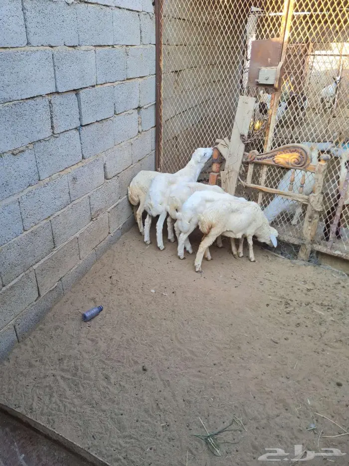 3 كباشه و 2 رخيل 0