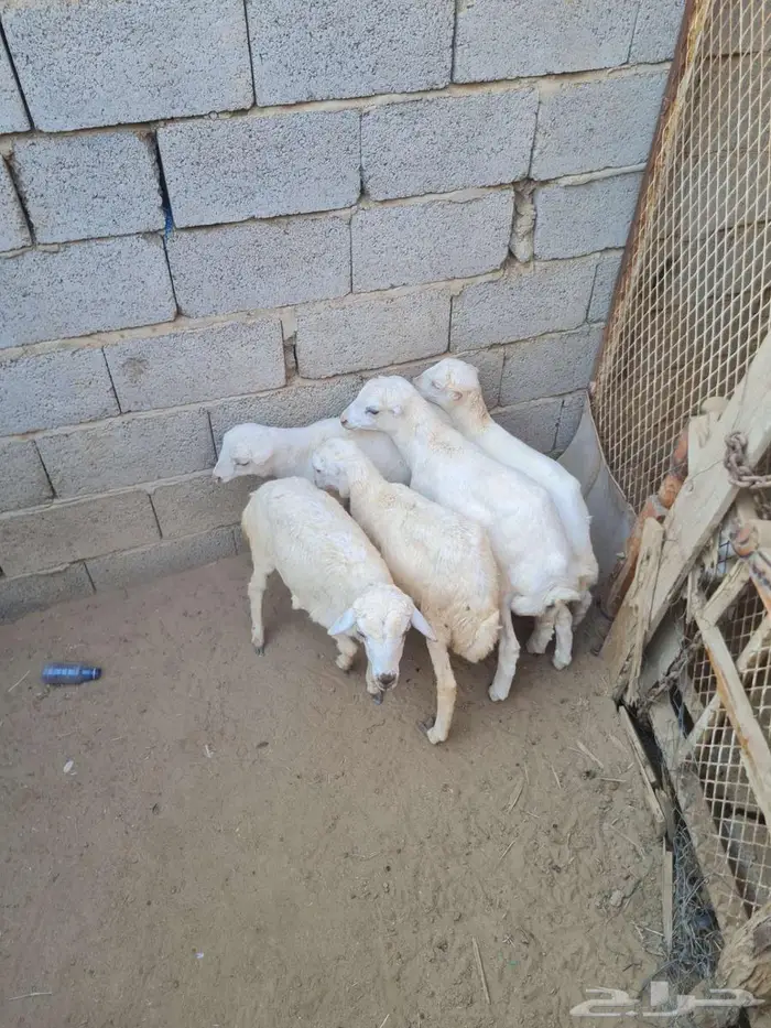 3 كباشه و 2 رخيل 1