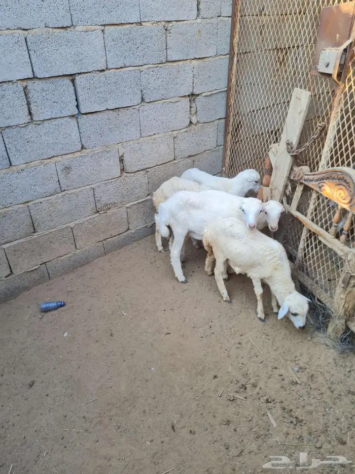 3 كباشه و 2 رخيل 2
