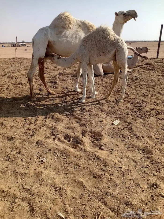 قعودين شحم واقبل البدل المناسب 0