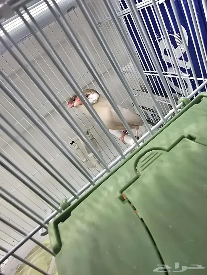 جوز جاوا اكريمي مستوى قوي 0