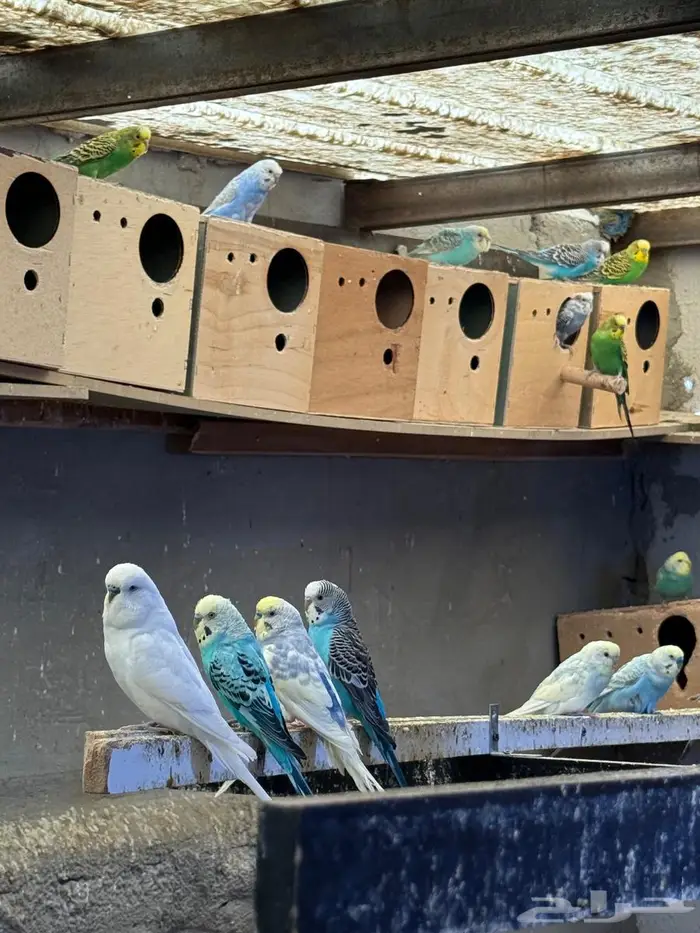 عشة بادجي انتاج 0