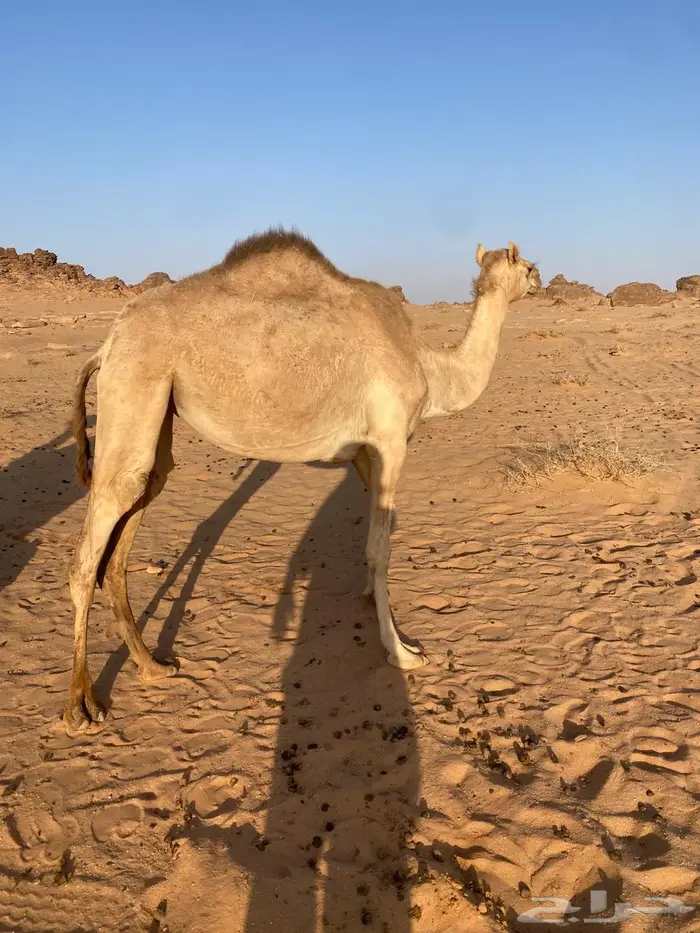 للبيع بكره 0