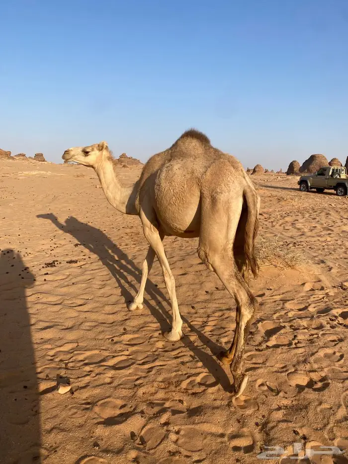 للبيع بكره 1