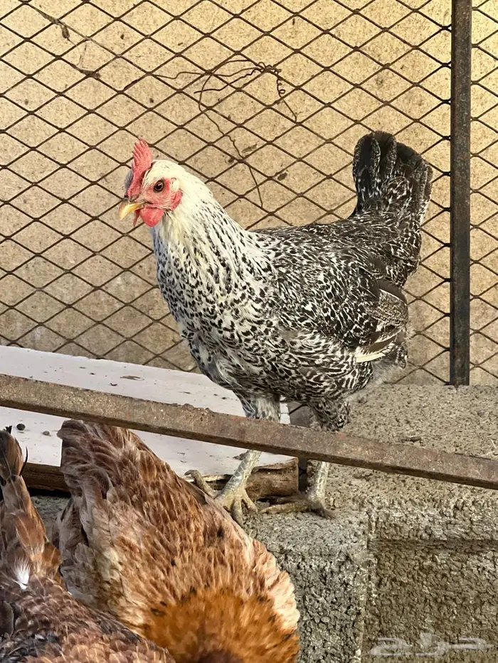 دجاج بلدي 7