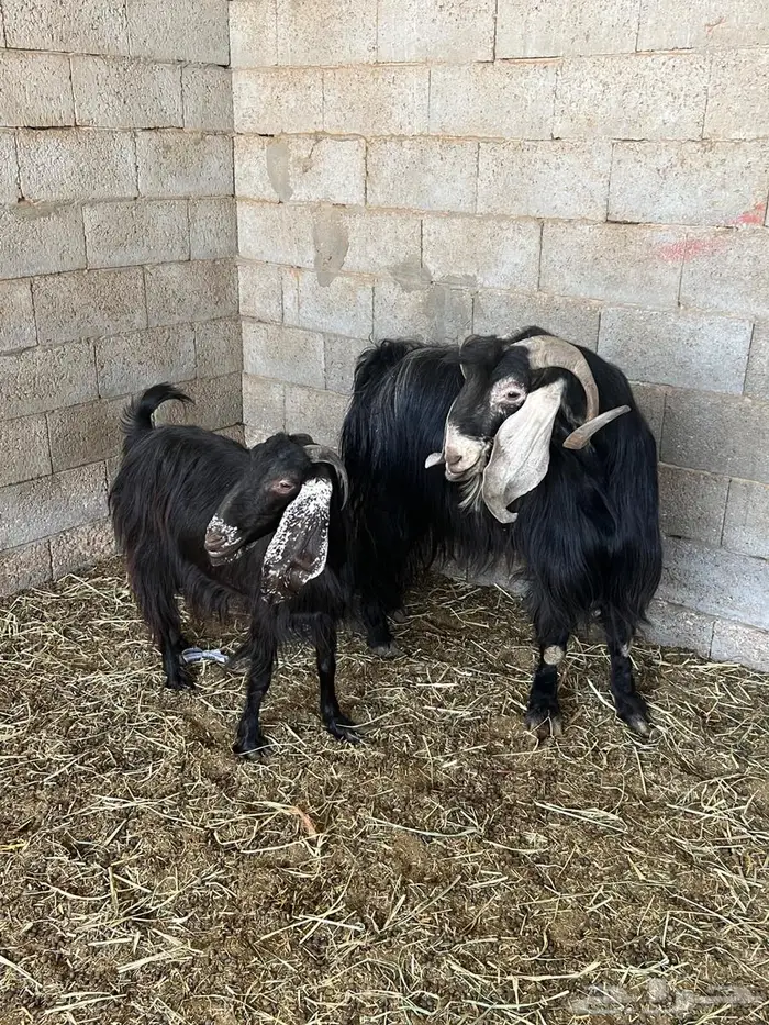 فحل ومعزا عوارض 1