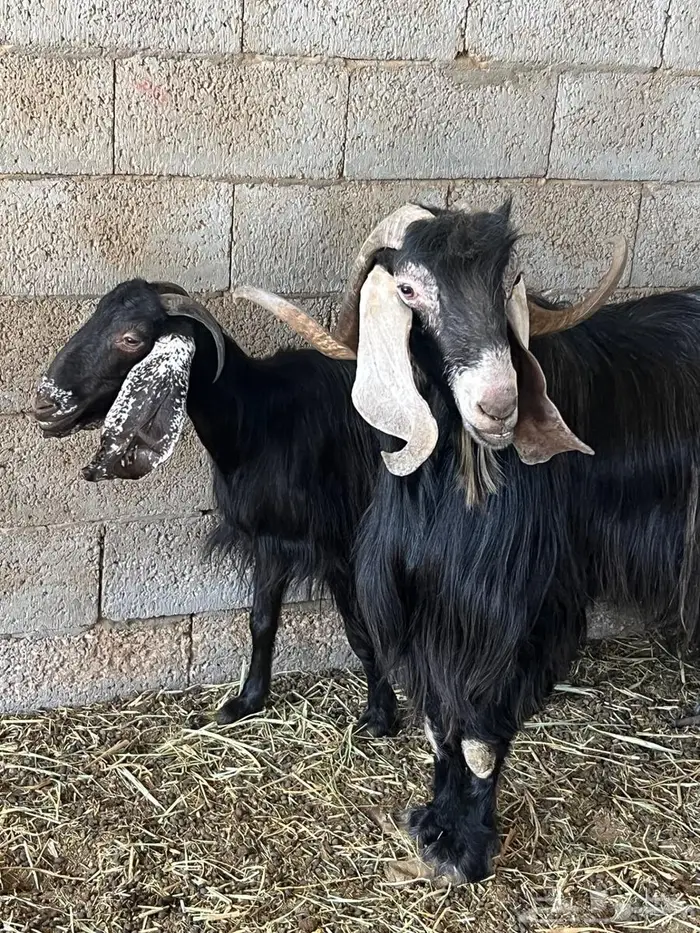 فحل ومعزا عوارض 0