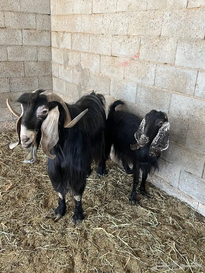 فحل ومعزا عوارض 3