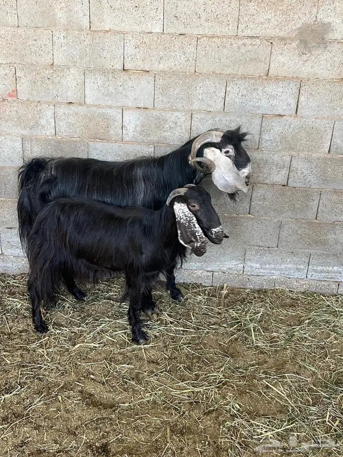 فحل ومعزا عوارض 2