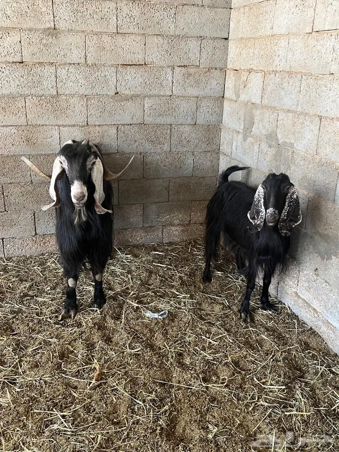 فحل ومعزا عوارض 4