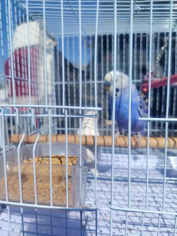 3اطيور الحب 1طير الروز 2