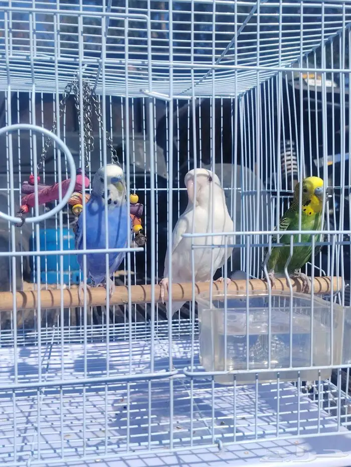 3اطيور الحب 1طير الروز 0