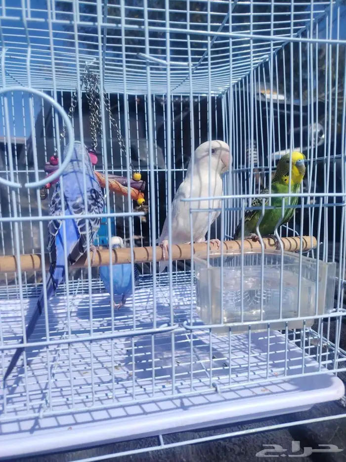 3اطيور الحب 1طير الروز 1