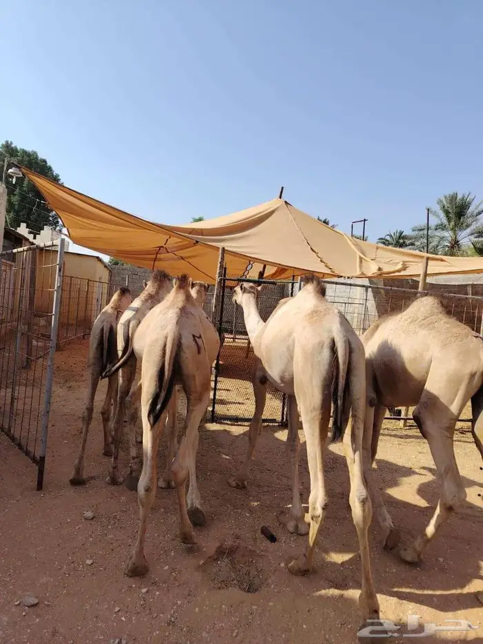 صاحب ملحمه أو عندك مناسبة طلبك بتلاقيه قعدان فل 0