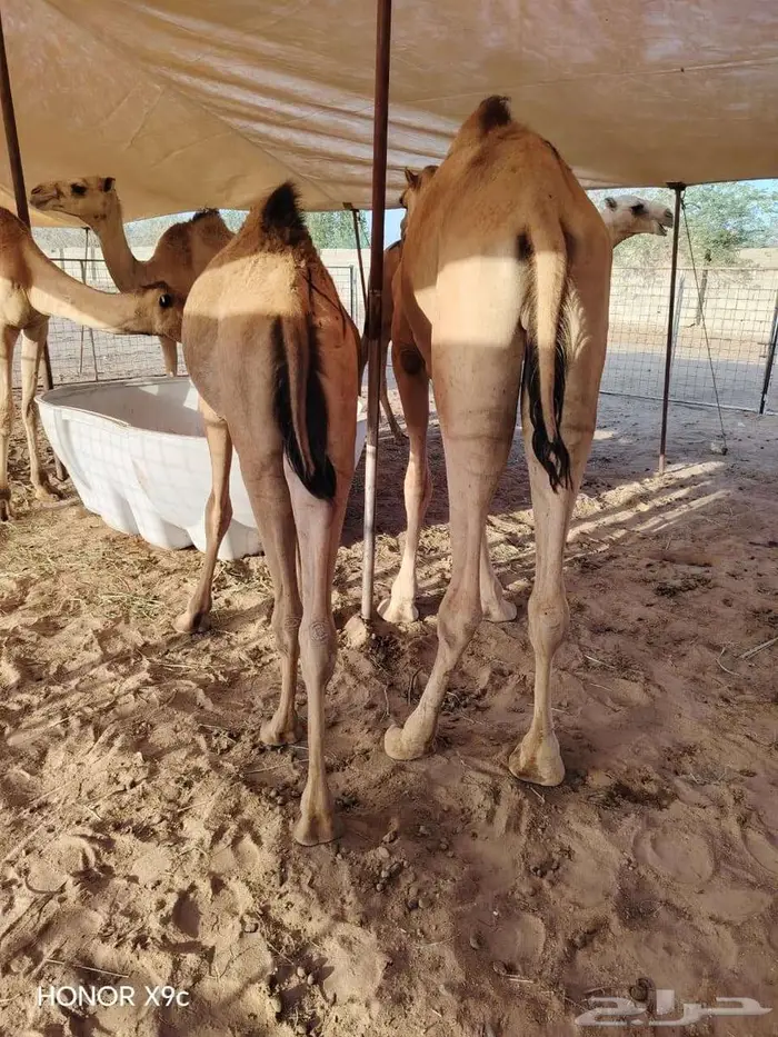 صاحب ملحمه أو عندك مناسبة طلبك بتلاقيه قعدان فل 3
