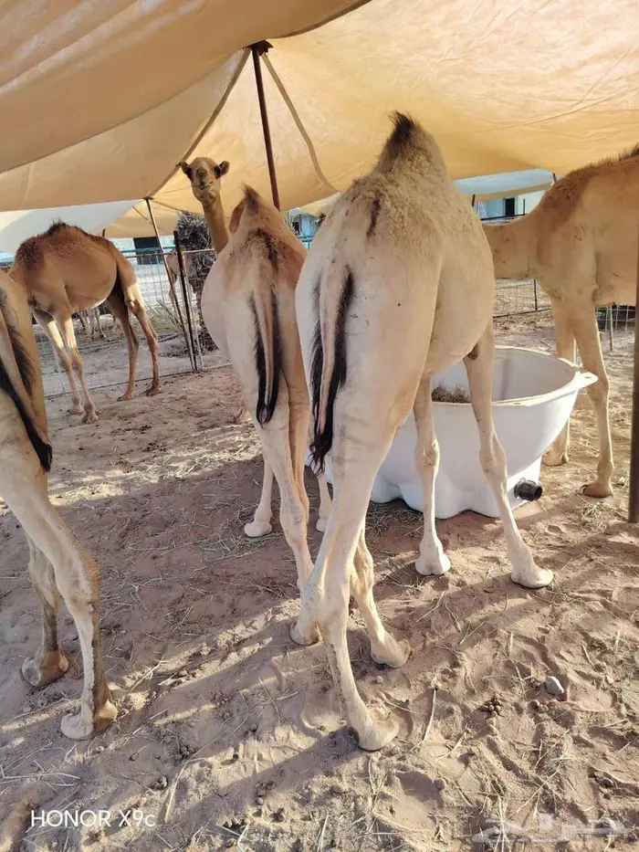 صاحب ملحمه أو عندك مناسبة طلبك بتلاقيه قعدان فل 4