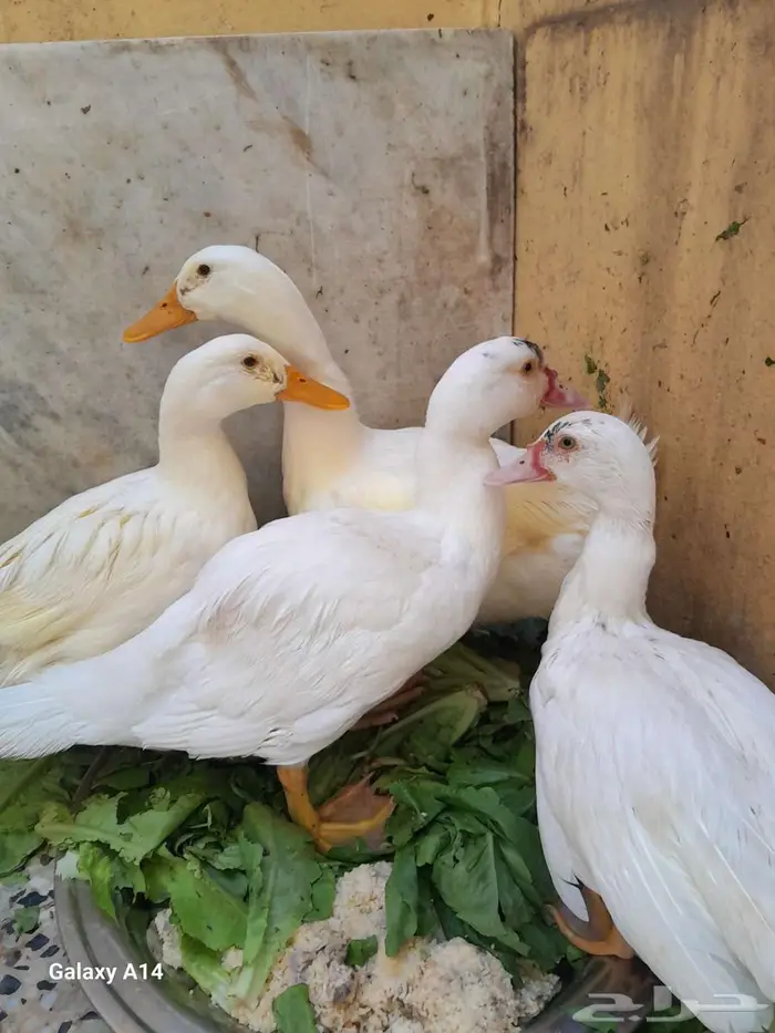 بط للبيع 0