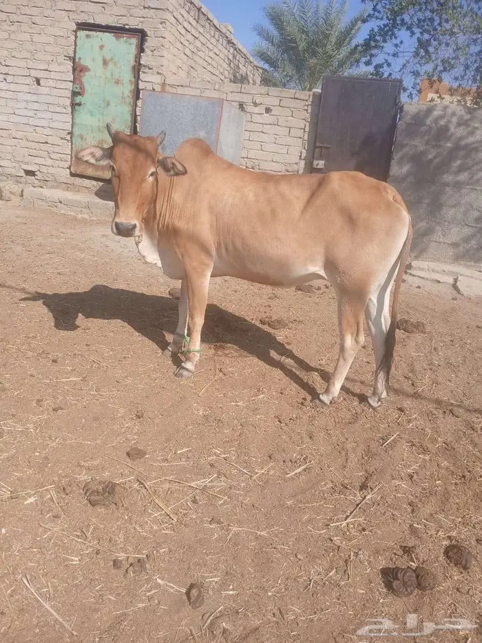 بقره حايل 2