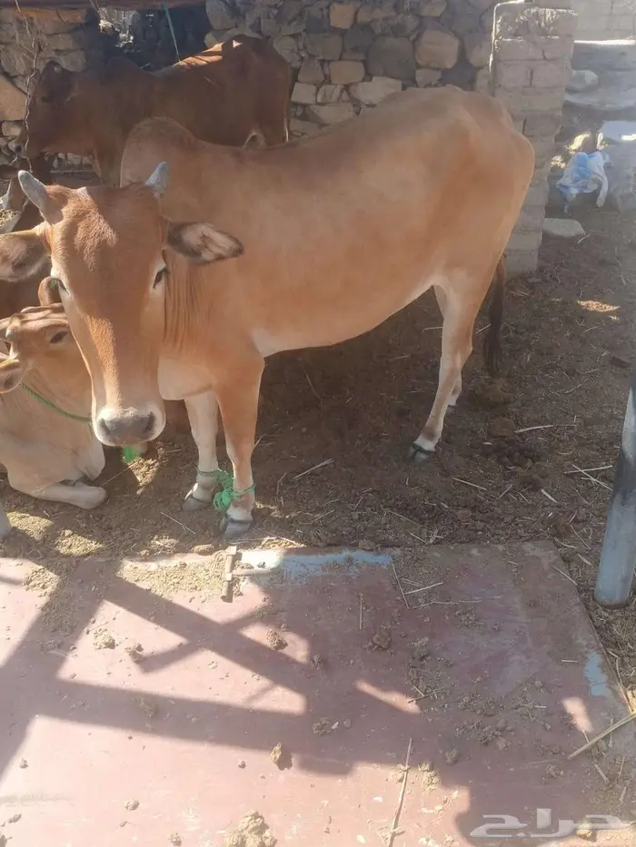 بقره حايل 1