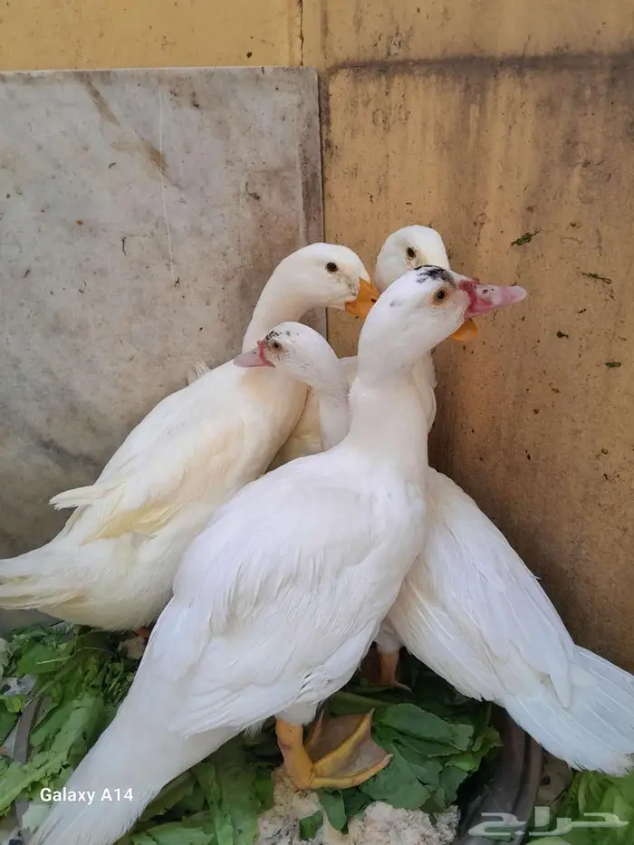 بط للبيع 1