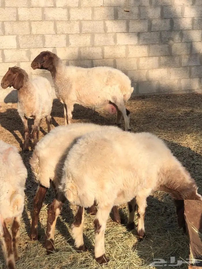 شياه نعيم للبيع 0