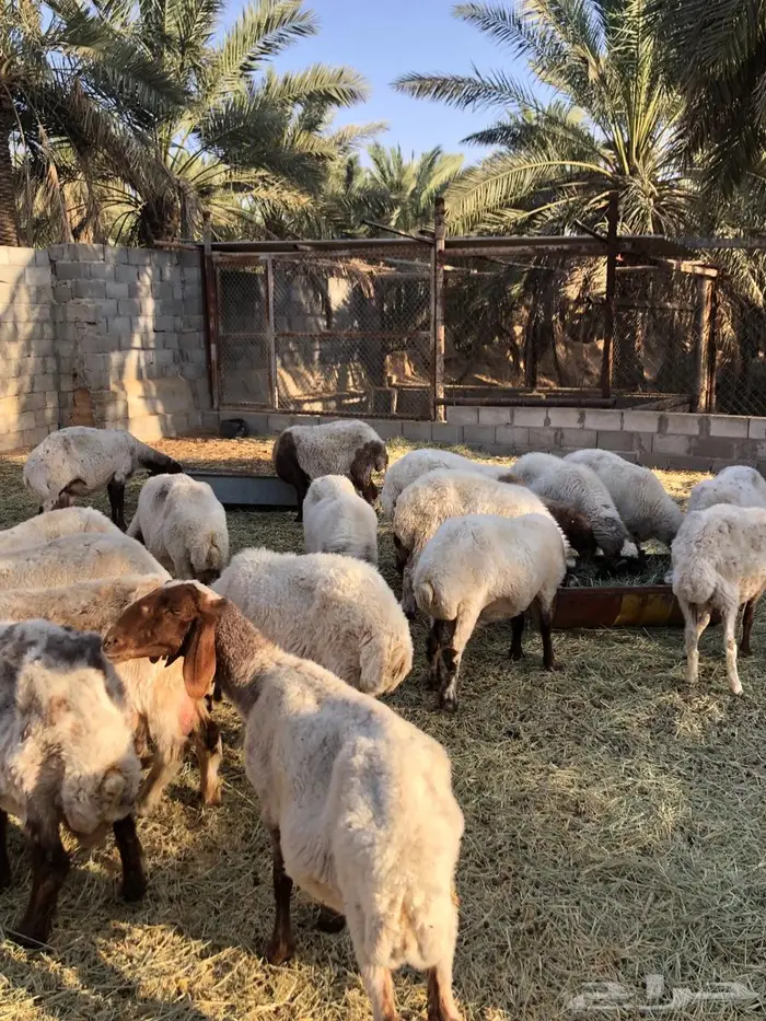 شياه نعيم للبيع 1