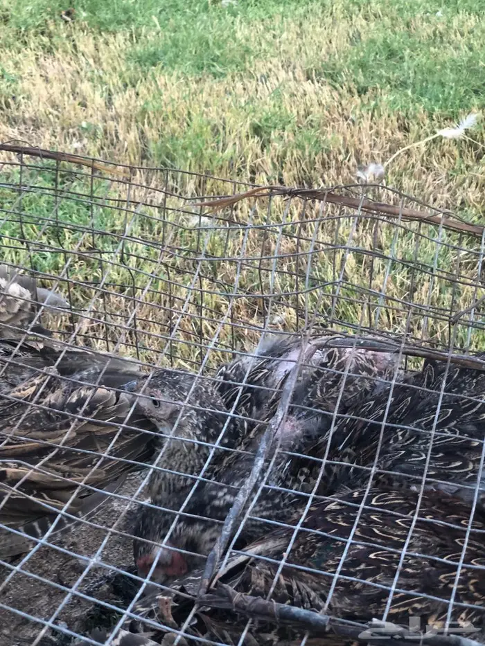 ذكر طير الفزن 1