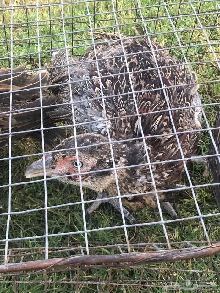 ذكر طير الفزن 3