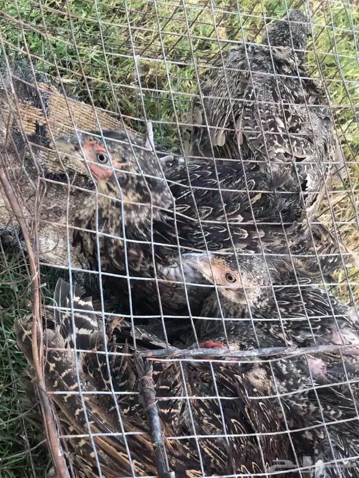 ذكر طير الفزن 2