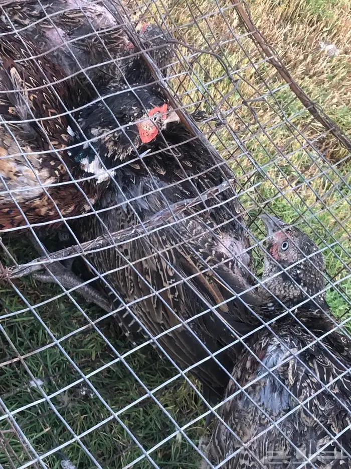 ذكر طير الفزن 6