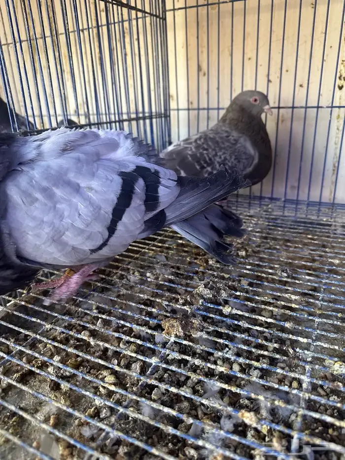 نفاخ اسباني للبيع منتج 1