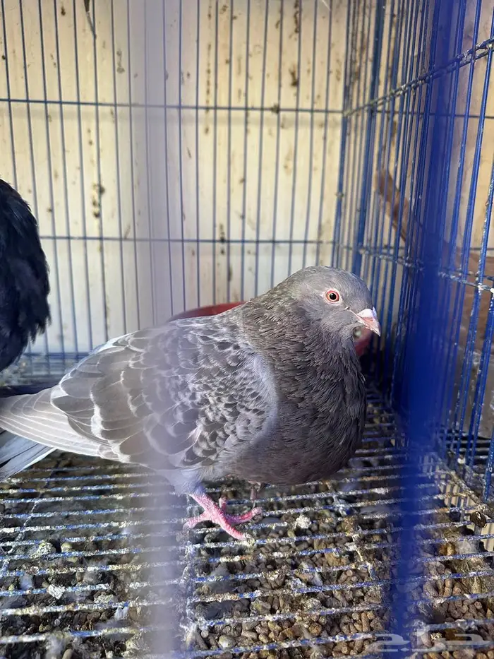 نفاخ اسباني للبيع منتج 4