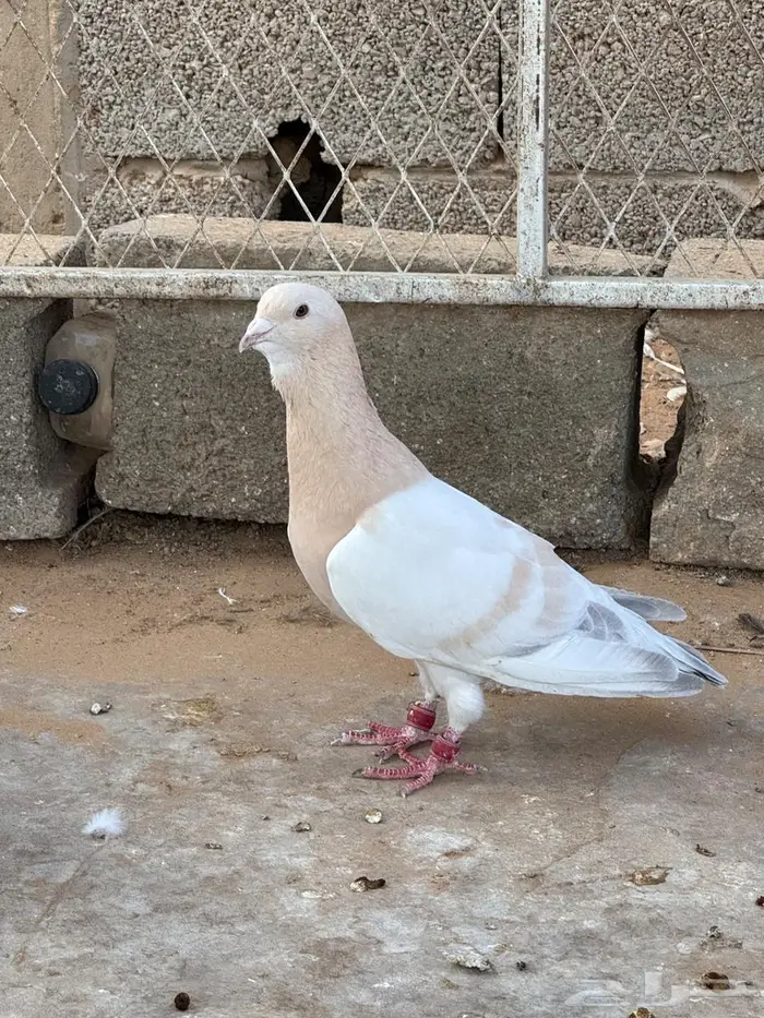 حمام شامي جوز كريمي 3