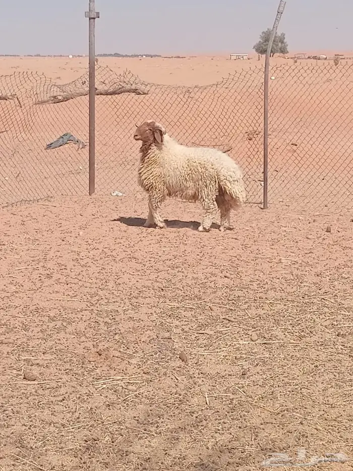 خروف نعيمي 0