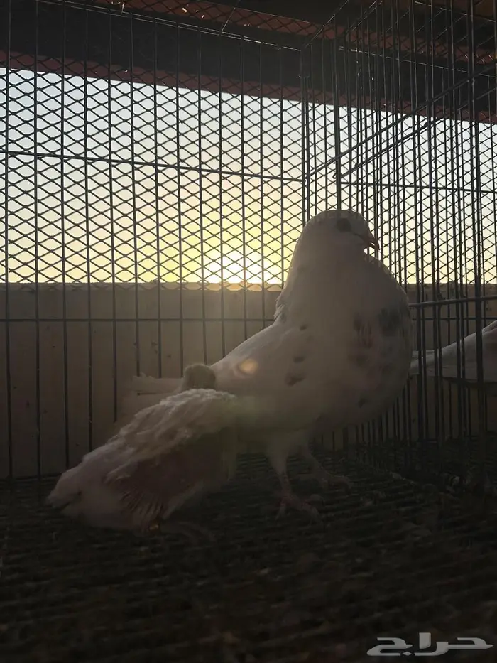 نفاخ إسباني للبيع منتج 3