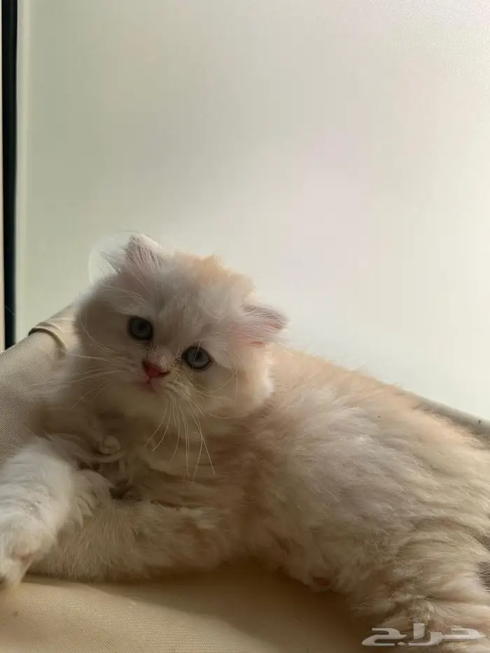 قط سكوتش فولد شيرازي اورنج لونق هير توب التوب 2